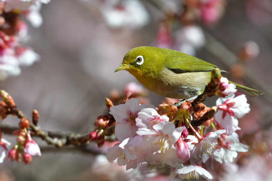 春に出会えるカワイイ野鳥 ウグイス Or メジロ あなたはわかる 株式会社リアルキューブ